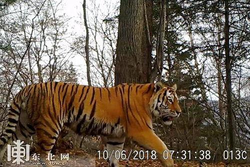 东北虎视频在线观看,在线观看野生动物的震撼瞬间